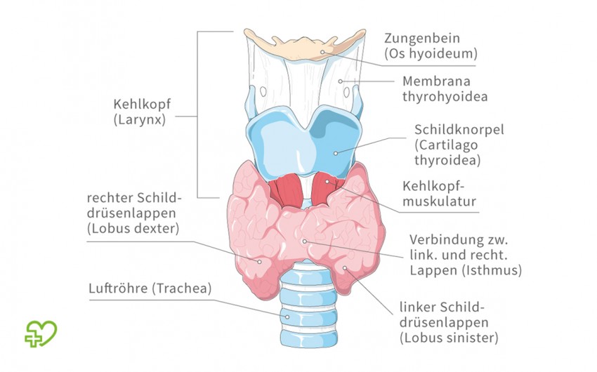 Eine grafische Darstellung der Schilddrüse.