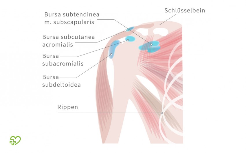 Mușchiul deltoid
