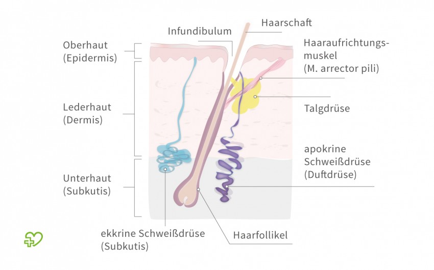 Man sieht einen schematischen Querschnitt durch die Haut mit der Darstellung der Schweißdrüsen.
