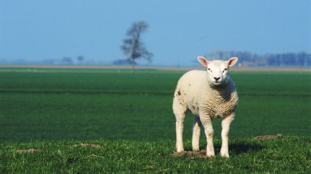 Das Bild zeigt ein Schaf.