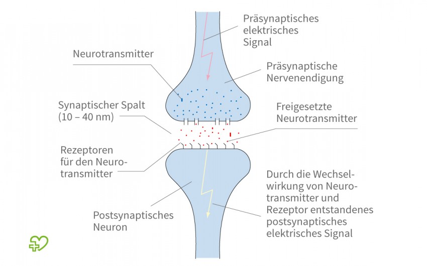 Darstellung einer Synapse.