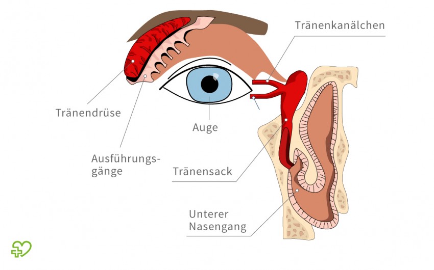 Eine schematische Darstellung des Tränenapparats. Der wichtigste Teil des Tränenapparates besteht aus den Tränendrüsen: Sie produzieren Tränenflüssigkeit und leiten sie über Kanäle an die Augenoberfläche.