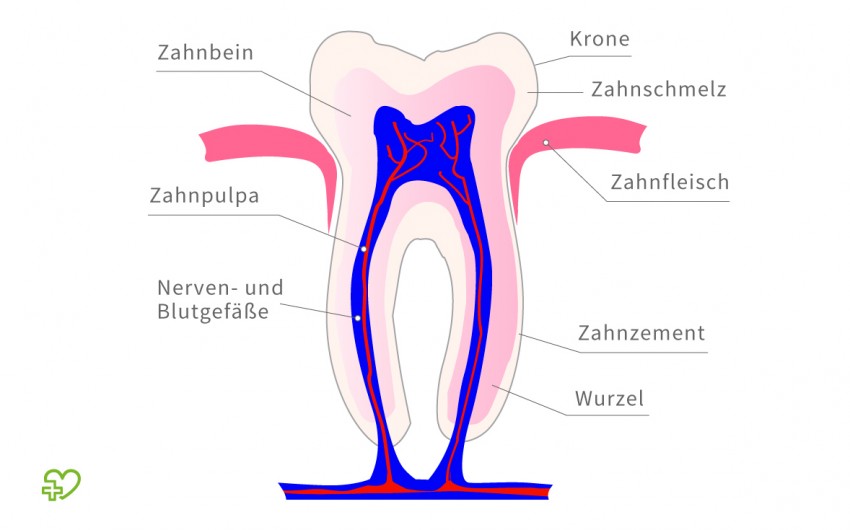 Aufbau des Zahns im Querschnitt