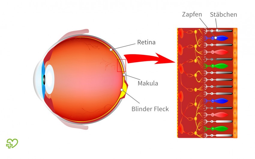 Eine grafische Darstellung der Retina sowie der Zapfen und Stäbchen. Diese Schicht des Augapfels heißt auch innere Augenhaut.