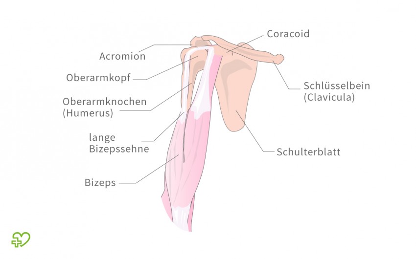 Illustration: Aufbau der Schulter