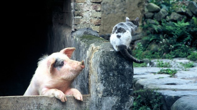 Eine Katze sitzt an einem Stall, aus dem ein Schwein herausguckt, auf einer Mauer.