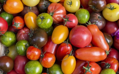 Grune Teile Von Tomaten Gesund Ungesund Oder Gar Giftig Onmeda De
