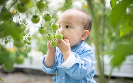 Grune Teile Von Tomaten Gesund Ungesund Oder Gar Giftig Onmeda De