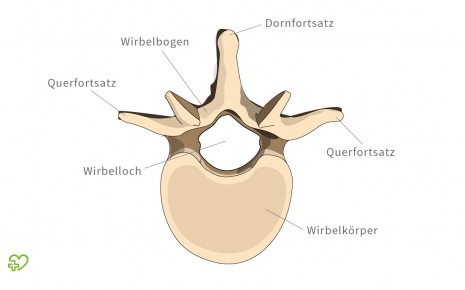 Illustration: Abbildung eines Wirbels (von oben)