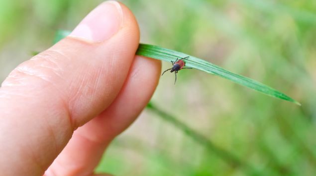 Borreliose Symptome Ursachen Behandlung Onmeda De